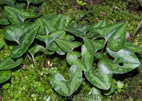 演员杜蘅,光影交织下的演艺人生